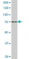 SLC4A8 Antibody (monoclonal) (M05)