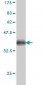 SLC9A1 Antibody (monoclonal) (M01)