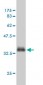 SMAD1 Antibody (monoclonal) (M02)