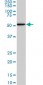 SMAD1 Antibody (monoclonal) (M02)