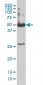 SMAD1 Antibody (monoclonal) (M02)