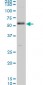 SMAD1 Antibody (monoclonal) (M02)