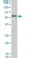 SMAD1 Antibody (monoclonal) (M02)