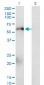 SMAD1 Antibody (monoclonal) (M02)