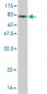 SMAD1 Antibody (monoclonal) (M03)