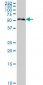 SMAD1 Antibody (monoclonal) (M03)