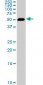 SMAD1 Antibody (monoclonal) (M03)