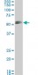 SMAD1 Antibody (monoclonal) (M03)