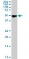 SMAD1 Antibody (monoclonal) (M04)