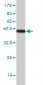 SMAD2 Antibody (monoclonal) (M01)