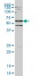 SMAD2 Antibody (monoclonal) (M01)