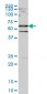 SMAD2 Antibody (monoclonal) (M01)