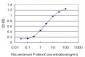 SMAD2 Antibody (monoclonal) (M05)