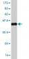 SMAD2 Antibody (monoclonal) (M05)