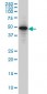 SMAD3 Antibody (monoclonal) (M09)