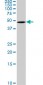 SMAD3 Antibody (monoclonal) (M09)