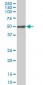 SMAD3 Antibody (monoclonal) (M09)