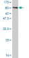 SMAD4 Antibody (monoclonal) (M01)