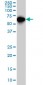 SMAD4 Antibody (monoclonal) (M01)