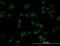 SMAD4 Antibody (monoclonal) (M02)