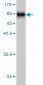 SMAD4 Antibody (monoclonal) (M02)