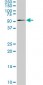 SMAD4 Antibody (monoclonal) (M02)