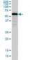 SMAD4 Antibody (monoclonal) (M02)