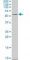 SMAD4 Antibody (monoclonal) (M02)