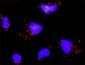 SMAD4 Antibody (monoclonal) (M02)