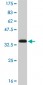 SMAD5 Antibody (monoclonal) (M01)