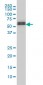 SMAD5 Antibody (monoclonal) (M01)