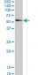 SMAD5 Antibody (monoclonal) (M01)