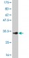 SMAD5 Antibody (monoclonal) (M03)