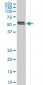 SMAD5 Antibody (monoclonal) (M03)