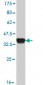 SMAD6 Antibody (monoclonal) (M07)