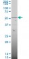 SMAD6 Antibody (monoclonal) (M07)