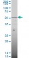 SMAD6 Antibody (monoclonal) (M07)