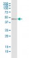 SMAD7 Antibody (monoclonal) (M05)