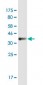 SMAD7 Antibody (monoclonal) (M09)