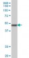 SMARCB1 Antibody (monoclonal) (M01)