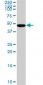 SMARCB1 Antibody (monoclonal) (M01)