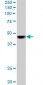 SMARCB1 Antibody (monoclonal) (M01)