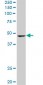 SMARCB1 Antibody (monoclonal) (M01)