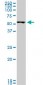 SMARCD3 Antibody (monoclonal) (M04)