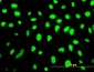 SMU1 Antibody (monoclonal) (M01)