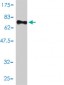 SMU1 Antibody (monoclonal) (M01)