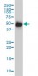 SMU1 Antibody (monoclonal) (M01)