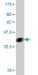 SMURF1 Antibody (monoclonal) (M01)