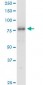 SMURF1 Antibody (monoclonal) (M01)