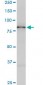 SMURF1 Antibody (monoclonal) (M01)